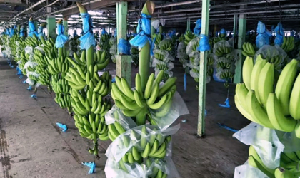 进博会：菲律宾斩获3亿美元订单 香蕉和菠萝等热带鲜果贡献巨大