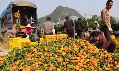 桂林砂糖桔上市获北京21亿元订单 价格回归理性果农仍有利润空间