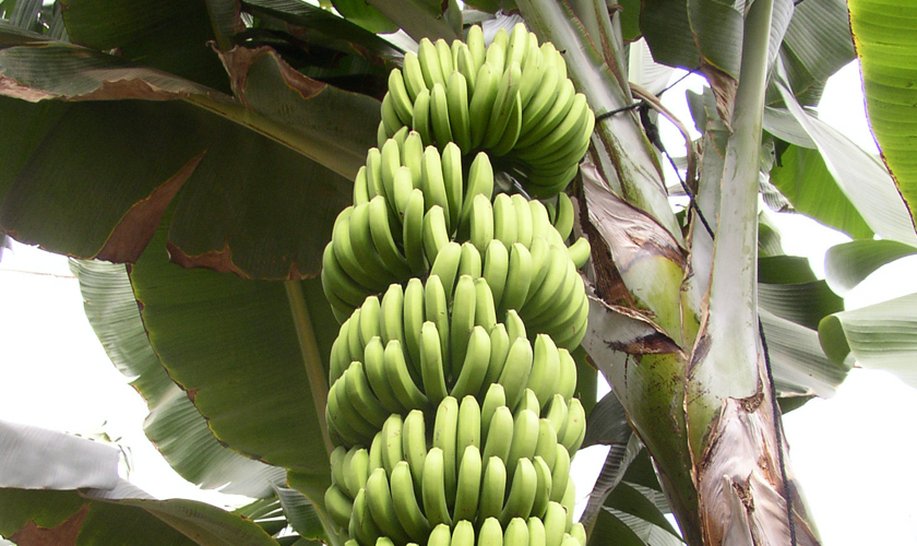 缅甸香蕉对华出口在即 中国农企扩大对缅投资