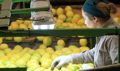 阿根廷又一水果打开中国大门 柠檬成为第三个入华柑橘品项