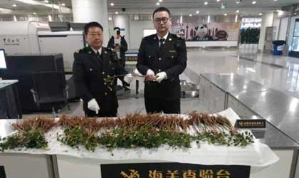 成都海关截留泰国新鲜榴莲种苗378株