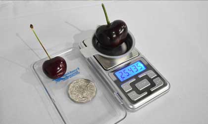 澳大利亚产出全球最重单颗樱桃 25.535克打破吉尼斯世界纪录