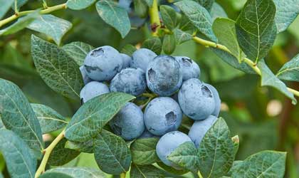 Fall Creek发布五个蓝莓新品种 适合不同寒冷程度气候种植