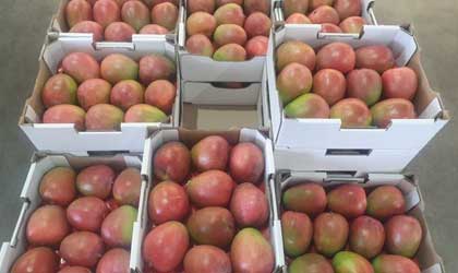 澳大利亚红皮芒果新品种进入商种  有望取代R2E2等热销出口品种