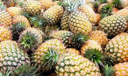 马来西亚菠萝大规模扩种 新品种SG1“潜力无限”