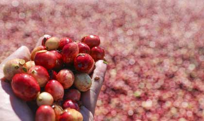 中国蔓越莓巨头红海植业：2020年销售有望翻倍
