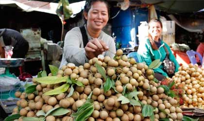 柬埔寨龙眼价格大跌 经泰国输华贸易受阻