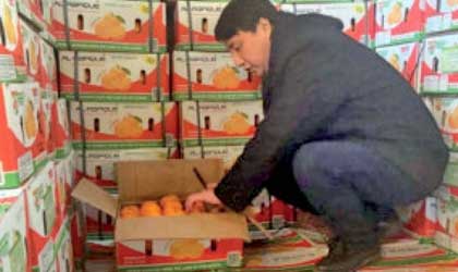 巴基斯坦金诺橘：第二批27吨运抵大连港 在华售价达巴国18倍