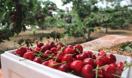大连樱桃：贸易回暖日发货300吨 本季产量或达5.8万吨