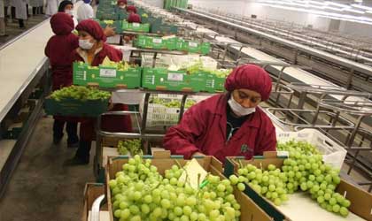 秘鲁葡萄：品种更替带动价格上涨 红提等传统品种持续减少