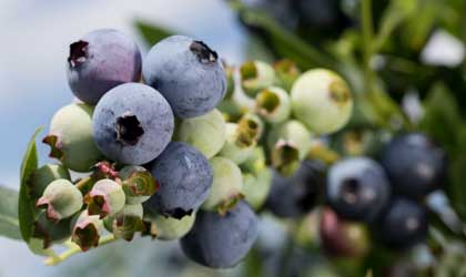 美国蓝莓获准对华出口  中美第一阶段经贸协定逐步推进