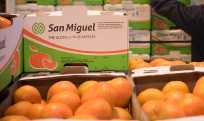 柑橘巨头San Miguel：南半球柑橘季开启  供应链面临巨大挑战