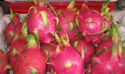 印度尼西亚火龙果即日起准入中国 紫肉红肉白肉品种均可入华