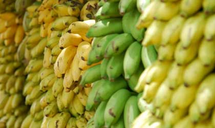 菲律宾计划扩大香蕉和菠萝出口