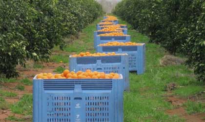 南半球柑橘本季首次预测：总产839万吨小幅下滑  疫情带动出口增长12%