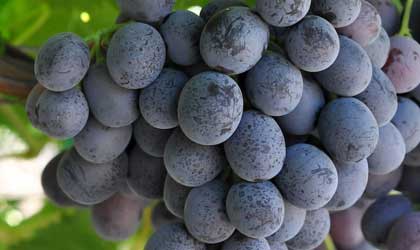 葡萄育种公司IFG推出六个新品种