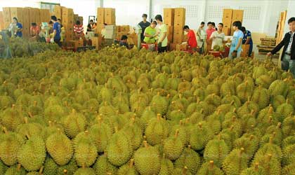 中泰近期签署最新水果检疫检验议定  更多第三国口岸对泰国出口商开放