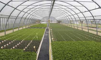 农业农村部：推进果蔬设施种植机械化发展  五年内实现200万公顷温室面积