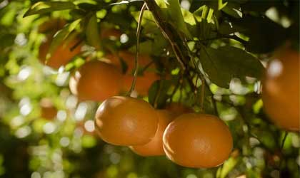 澳洲蜜柑Honey Murcott：产量下滑30%品质优异  维持中国等亚洲市场供应
