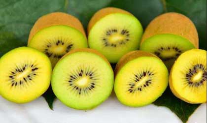 四川金实1号和红实2号猕猴桃快速扩张海外种植 将在欧美澳新等地申请新品种权
