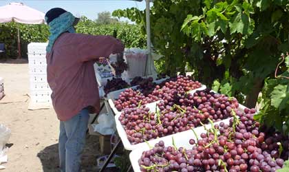 美国加州葡萄：科切拉品种革新导致减产  圣华金品质大有提高