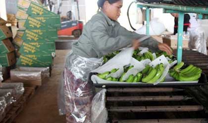 老挝香蕉前7月对华出口额达1.16亿美元 政府停止为新种植园批地影响增长