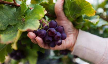 澳洲葡萄：新品种研发取得进展  有望实现全年供应