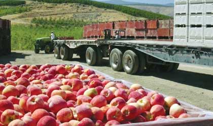 美国华盛顿苹果：产量预期再次下调10%  尺寸偏小包出率低