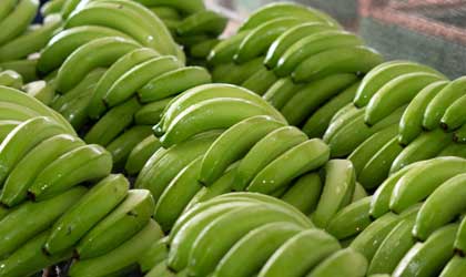 厄瓜多尔香蕉出口有望打破纪录 前10月出口超3.15亿箱全年