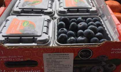 赞比亚蓝莓2021年启动对华出口  种植OZblu品种欲与南美竞争