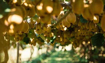 佳沛奇异果品种育种中心有望明年开放 深化与新西兰植物食品研究院合作