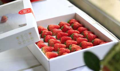 全国草莓价格行情“过早下滑” 高端温室草莓凸显优势