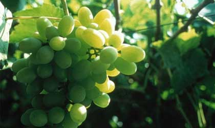 智利葡萄：新季产量预测下调近20%  白葡萄品种跌幅最大