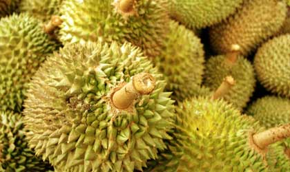 马来西亚榴莲：新季产量大幅下滑 中国订单翻倍拉高价格