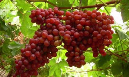 USDA年度报告：秘鲁葡萄产量保持增长  红地球仍是输华主要品种