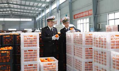 湘西脐橙首次出口菲律宾 享进口国零关税待遇