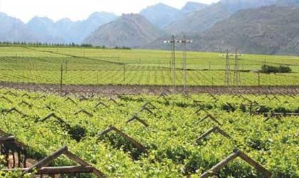 南非葡萄产季或提前结束 红无籽4月全球短缺