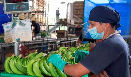 厄瓜多尔香蕉全球出口下跌  中国加大邻国采购减少远途进口