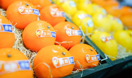 智利柑橘下调本季预估出口量