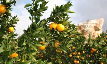 2022南半球柑橘季预测：产量增长4.85%  全球需求持续走高