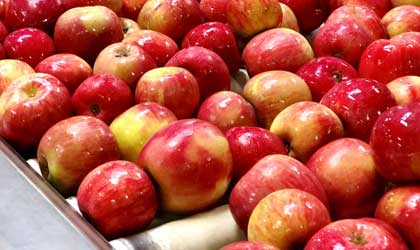 新西兰苹果：本季出口或减少14%  新品种保持增长