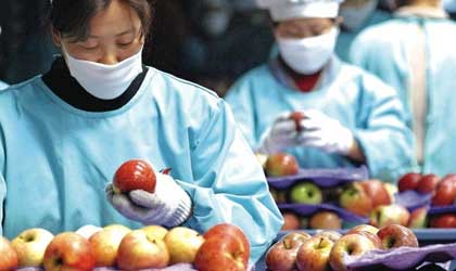 东南亚疫情导致国产苹果出口下滑60%