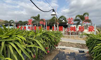 海南柔鸣：火龙果“暴利时代”结束  大型种植商寻求转型