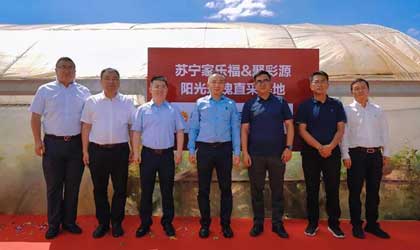 苏宁家乐福与云南宾州签订三年直采协议 提前锁定700吨宾川阳光玫瑰和红提