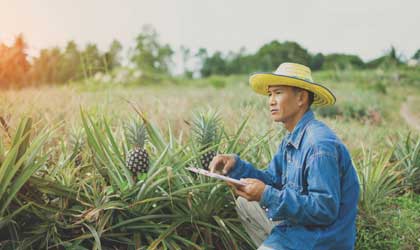 都乐投资扩大菲律宾菠萝生产  发展多品项供应本土及海外市场