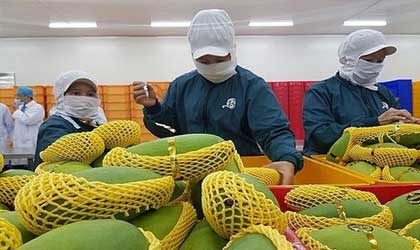 越南果蔬出口：上半年同比增长17.7%  中国占比56%难以取代