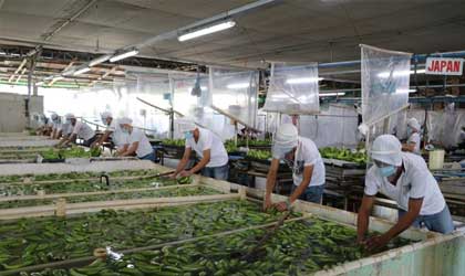 菲律宾香蕉:本季产量与去年持平 出口量值双跌投资减少