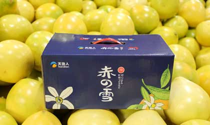 天地人海南蜜柚本周上市 扩种热带柚品种丰富供应