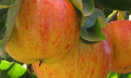 华盛顿苹果产季预测：产量接近1.25亿箱  宇宙脆增产近114%