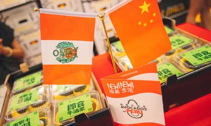 【推广】秘鲁牛油果本季出口量增长近30% 打通线上线下深耕中国市场